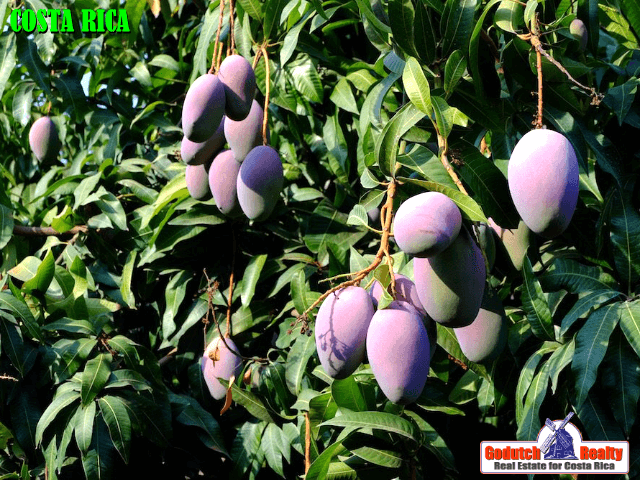 The Mangoes at my Atenas Rental Home keep me awake These big mangoes will give you bang for your buck (on your roof)