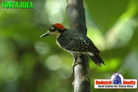 Bird watching is special when living in Costa Rica
