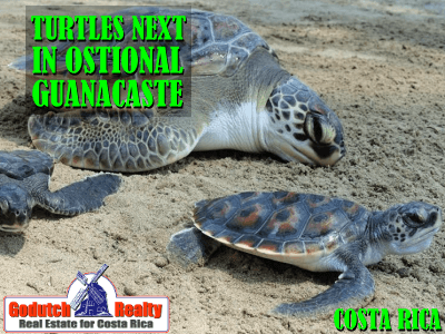 Costa Rica Turtles nest in Ostional Beach