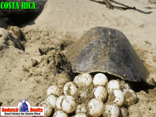 Costa Rica Turtles nest in Ostional Beach