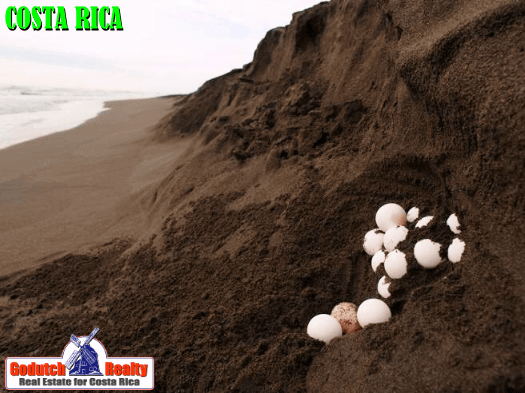 Costa Rica Turtles nest in Ostional Beach