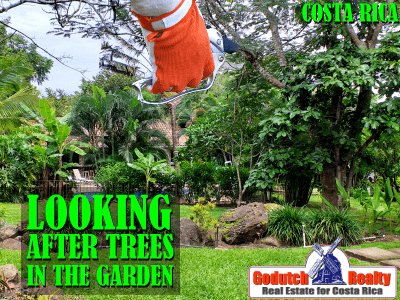 Looking After The Trees In Your Costa Rican Garden