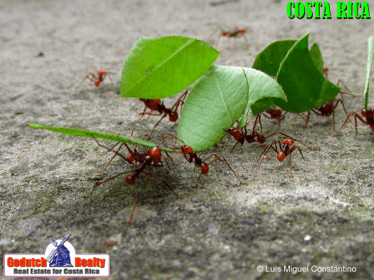 Looking After The Trees In Your Costa Rican Garden