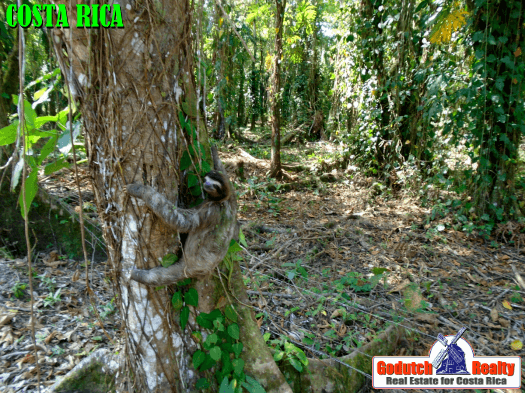 Looking After The Trees In Your Costa Rican Garden