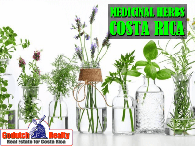 Medicinal herbs in Costa Rica