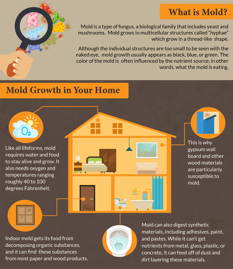 Most Common Forms of Household Mold - pic 1