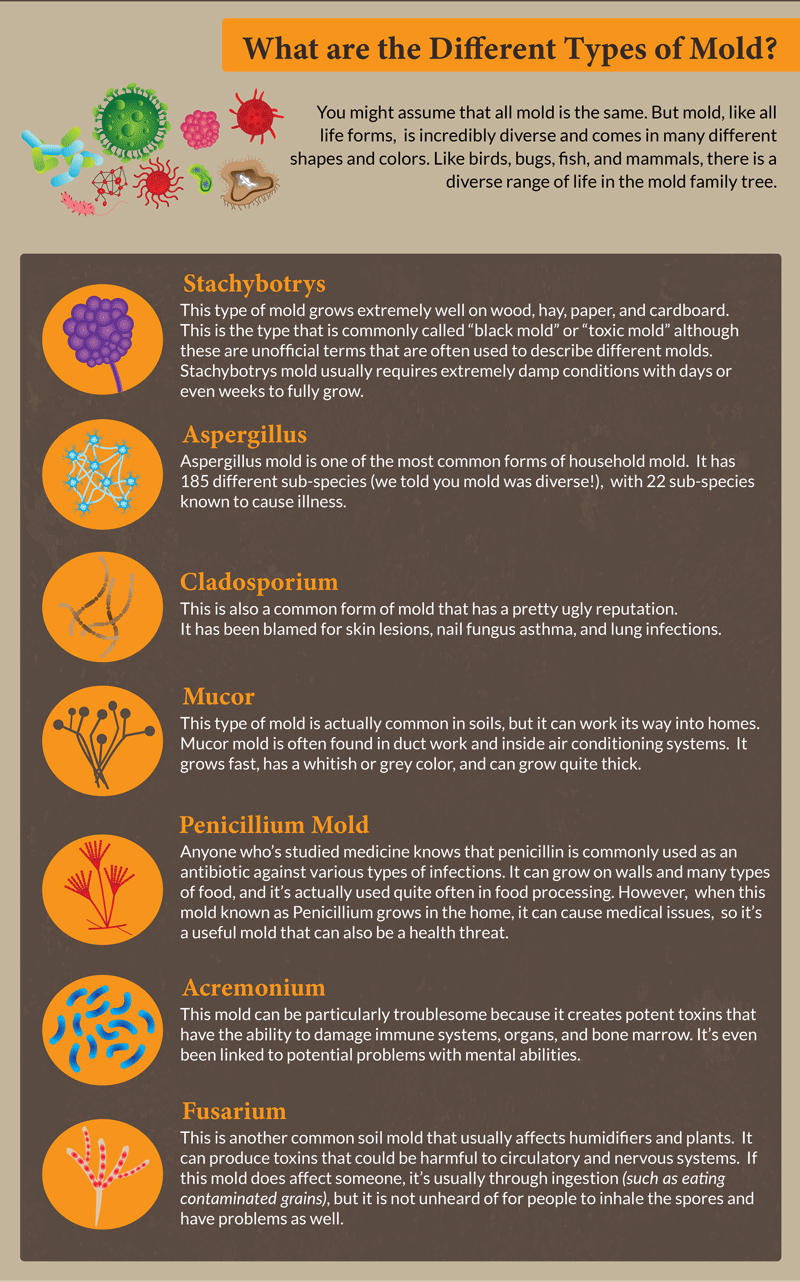 Most Common Forms of Household Mold - pic 2