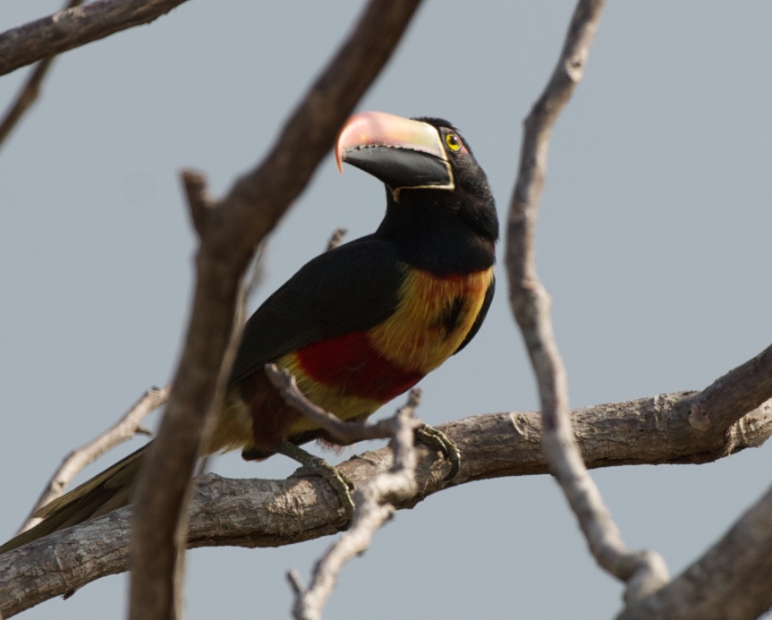 Costa Rica Retirement Vacation Properties and bird watching