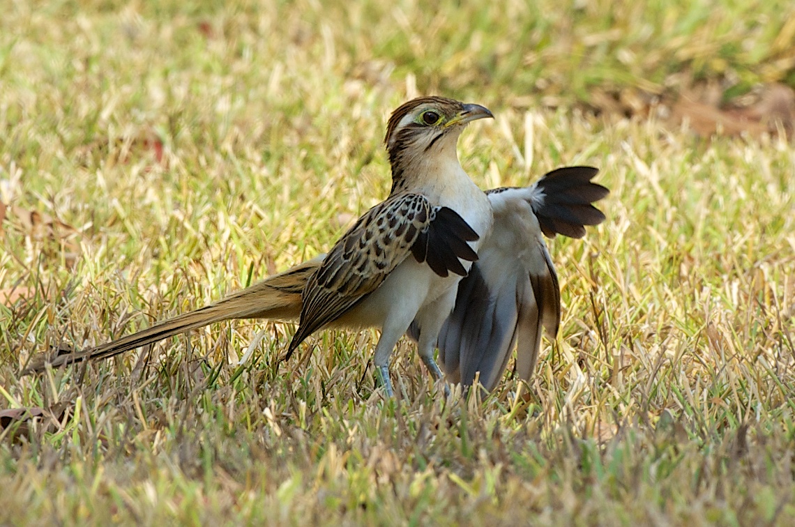 Costa Rica Retirement Vacation Properties and bird watching