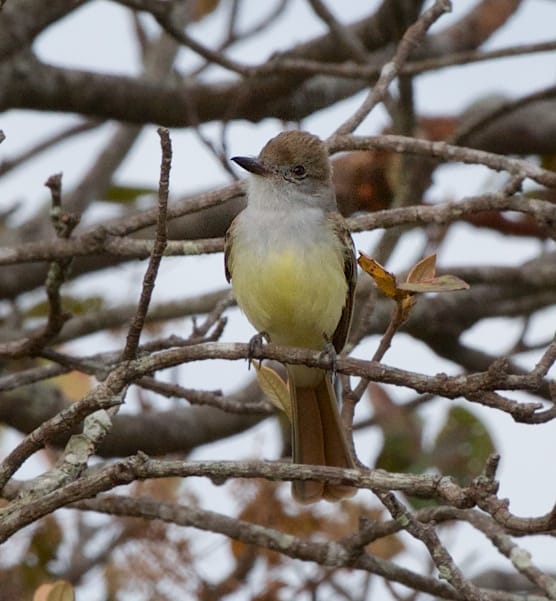 Costa Rica Retirement Vacation Properties and bird watching