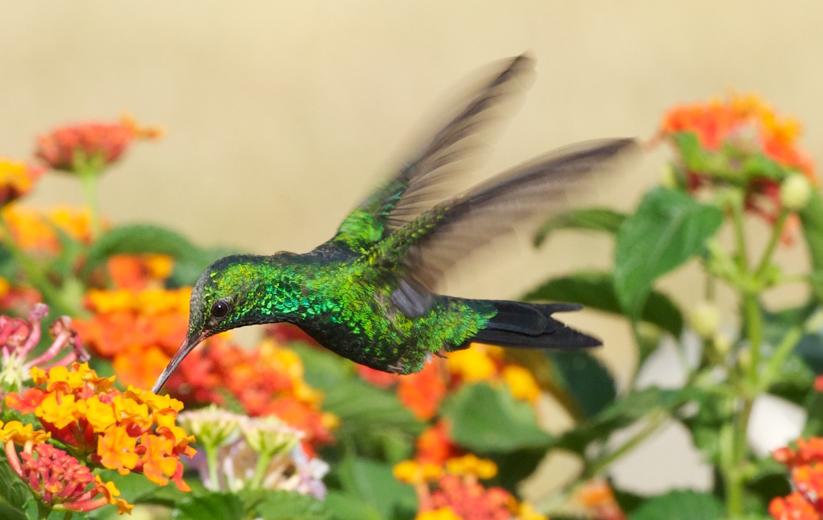 Costa Rica Retirement Vacation Properties and bird watching