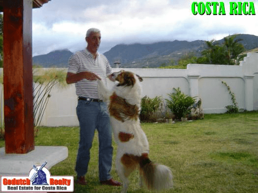 Street dogs and domestic animals Costa Rica