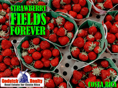 Strawberry Fields Forever