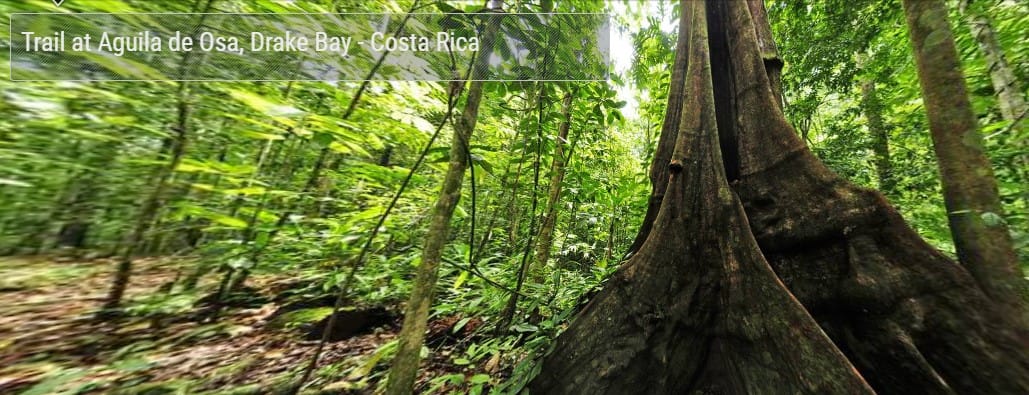 Virtual tour of a trail in Drake Bay