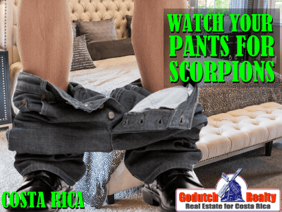 Watch your pants for a scorpion in Costa Rica