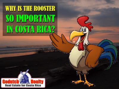 Why is the rooster so important in Costa Rica?