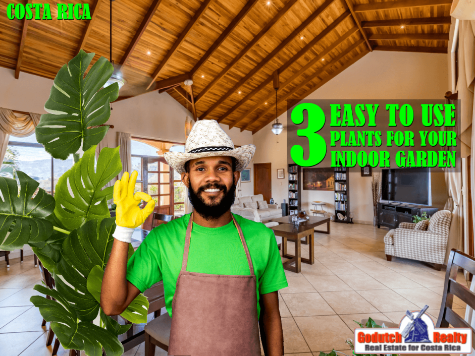 3-Easy-To-Use-Plants-For-Your-Indoor-Garden-1