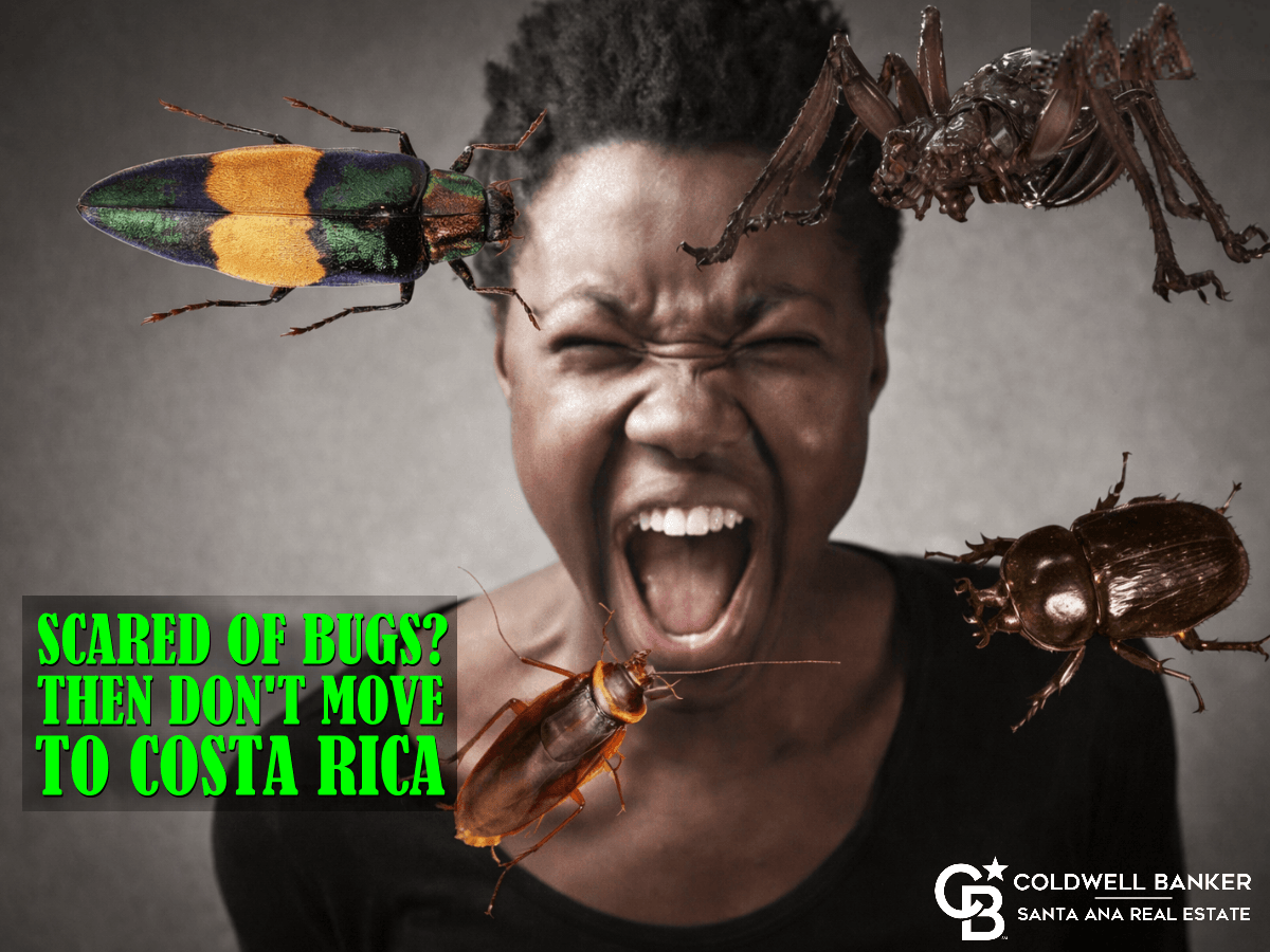 If you are scared of bugs in Costa Rica do not move here